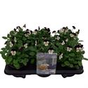 Bild von Viola P12 Klbl XXL White purple jump up